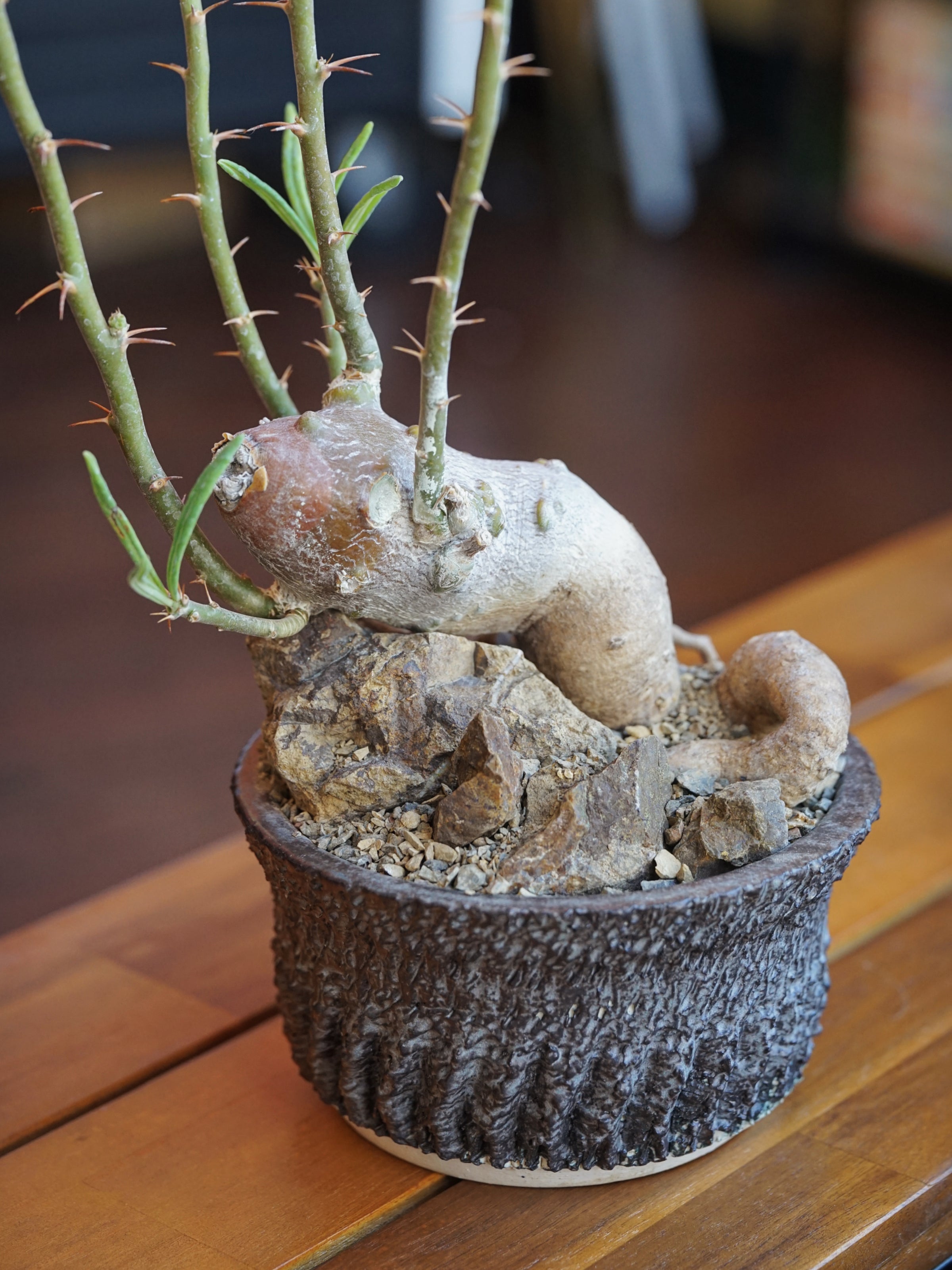 About Caudex Plants | Cloud-Hidden Plants - Houseplants, Succulent