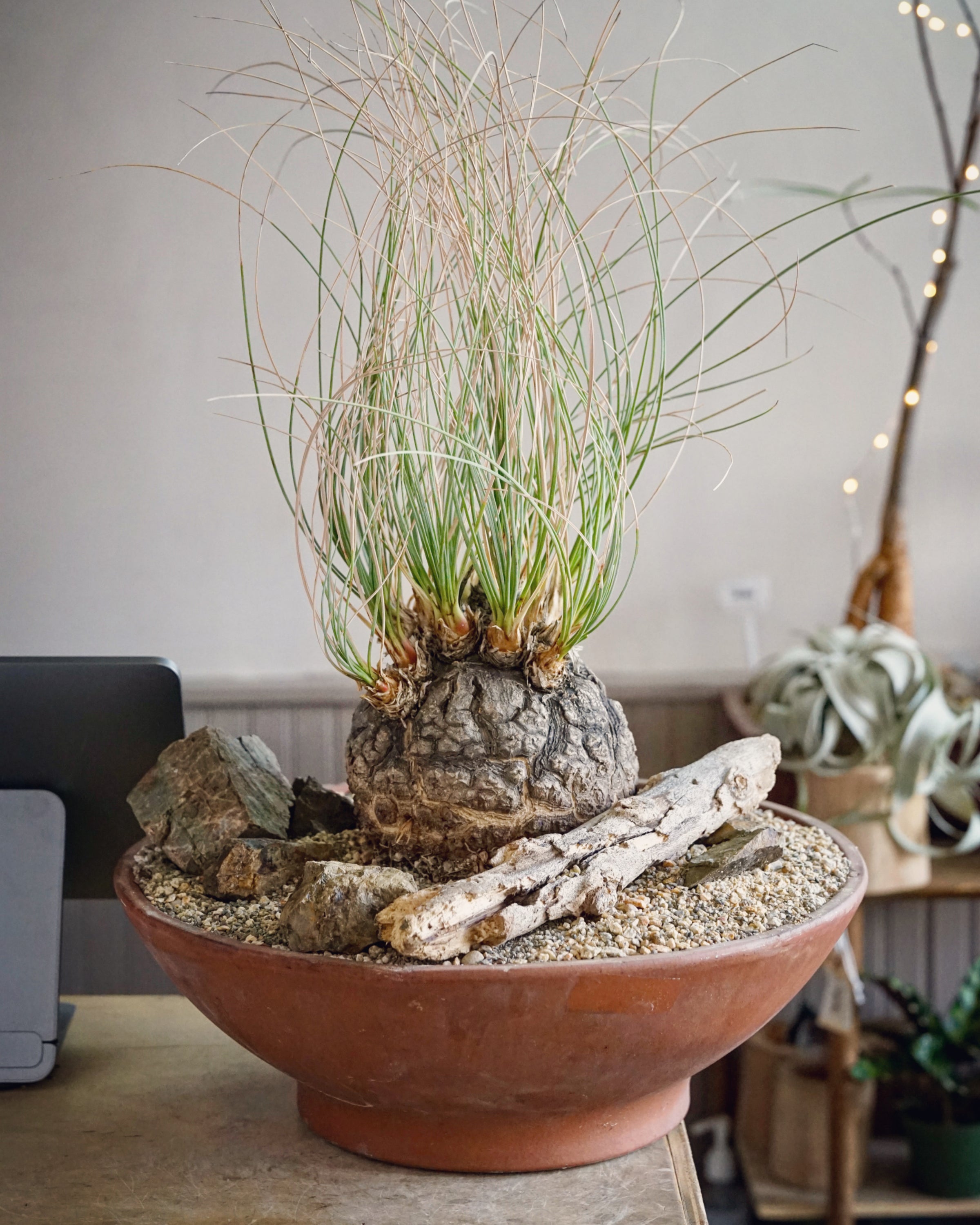 About Caudex Plants | Cloud-Hidden Plants - Houseplants, Succulent
