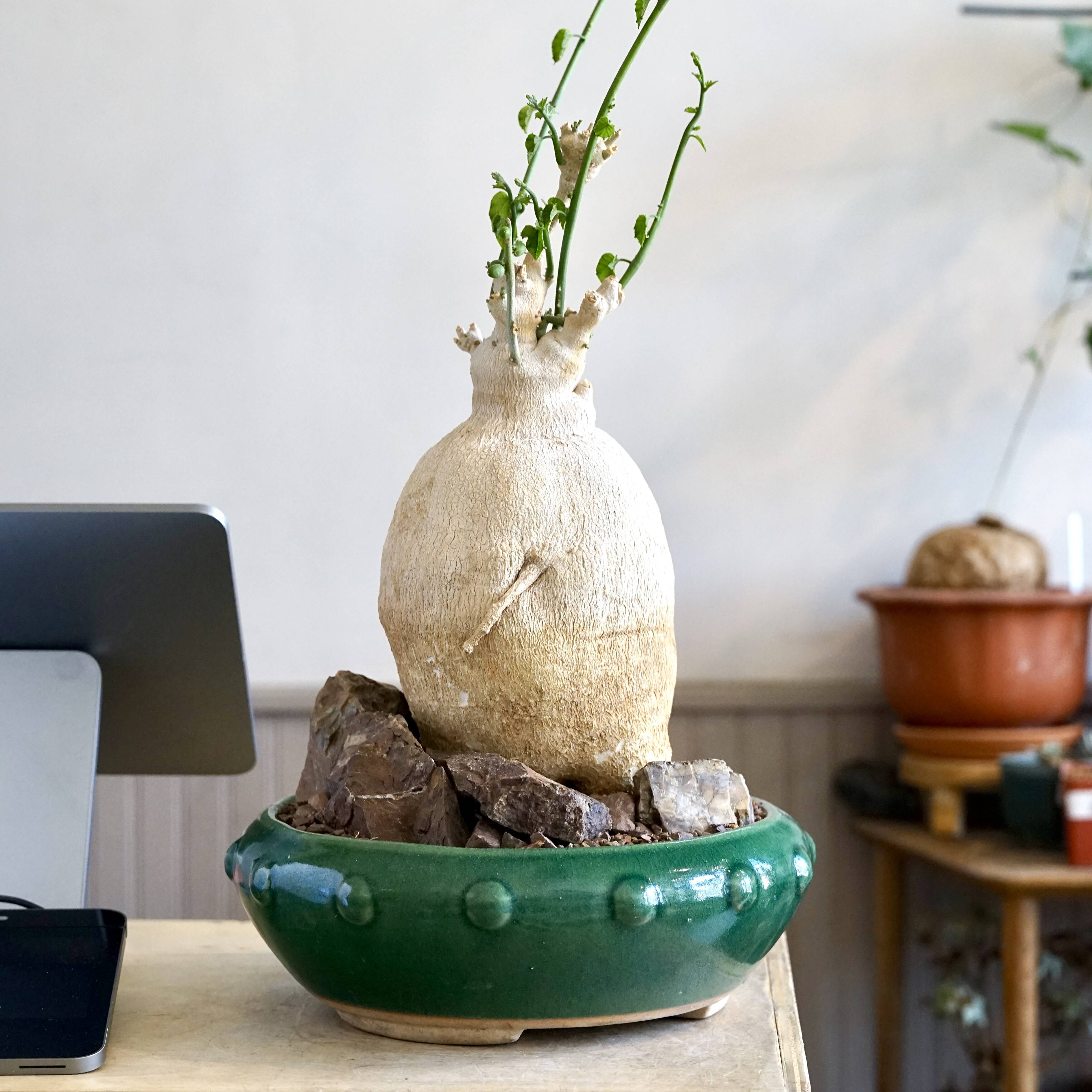 About Caudex Plants | Cloud-Hidden Plants - Houseplants, Succulent