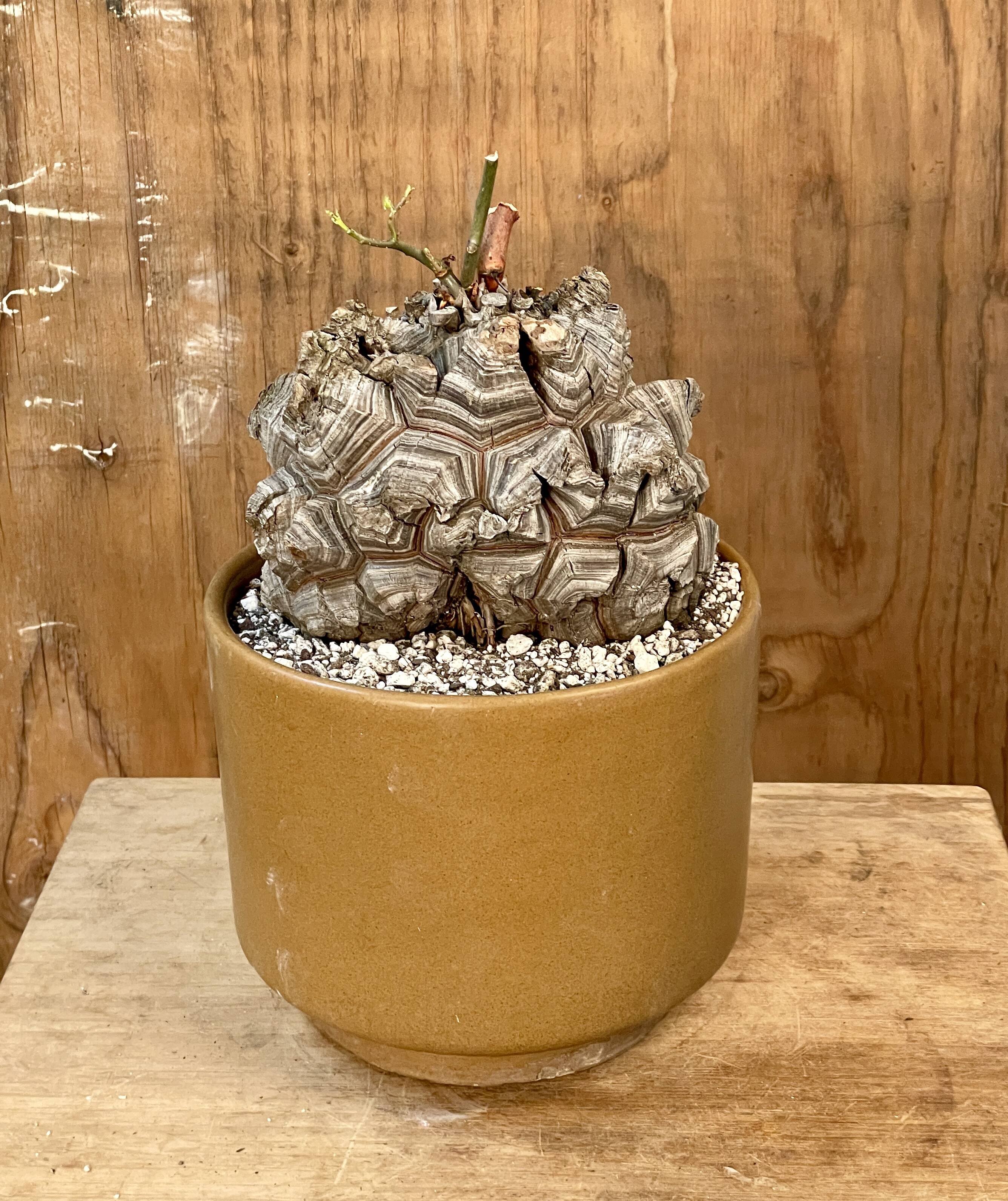 About Caudex Plants | Cloud-Hidden Plants - Houseplants, Succulent